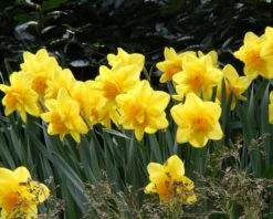 Narcissus 'Dick Wilden' 17 Narcissus 'Dick Wilden' -Beauty Flowers Shop narcissus dick wilden 5
