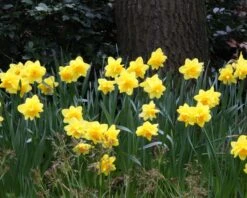 Narcissus 'Dick Wilden' 15 Narcissus 'Dick Wilden' -Beauty Flowers Shop narcissus dick wilden 6