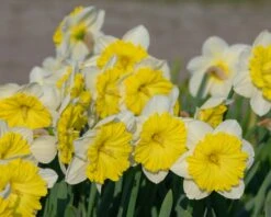 Narcissus 'Dinnerplate' 10 Narcissus 'Dinnerplate' -Beauty Flowers Shop narcissus dinnerplate 1