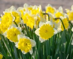 Narcissus 'Dinnerplate' 12 Narcissus 'Dinnerplate' -Beauty Flowers Shop narcissus dinnerplate 3