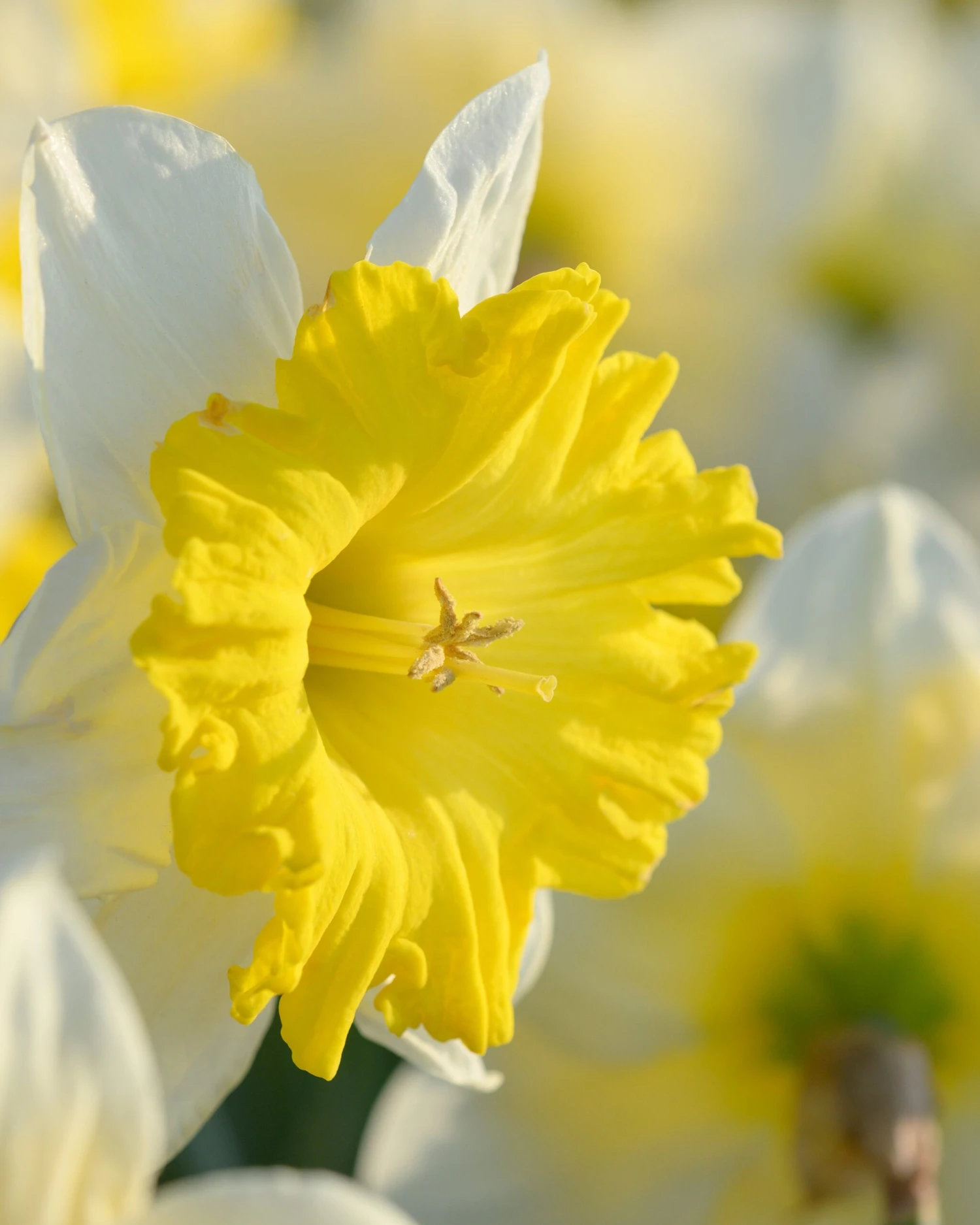 Narcissus 'Dinnerplate' 4 Narcissus 'Dinnerplate' - Image 2