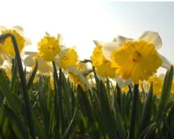 Narcissus 'Dinnerplate' 13 Narcissus 'Dinnerplate' -Beauty Flowers Shop narcissus dinnerplate 5