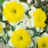 Narcissus 'Dinnerplate' 1 Narcissus 'Dinnerplate' -Beauty Flowers Shop narcissus dinnerplate 6
