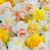 Narcissus 'Double Mixed' 1 Narcissus 'Double Mixed' -Beauty Flowers Shop narcissus double mixed 1