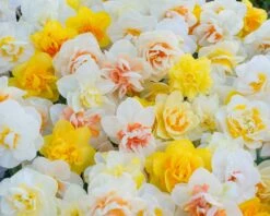 Narcissus 'Double Mixed' -Beauty Flowers Shop narcissus double mixed 2