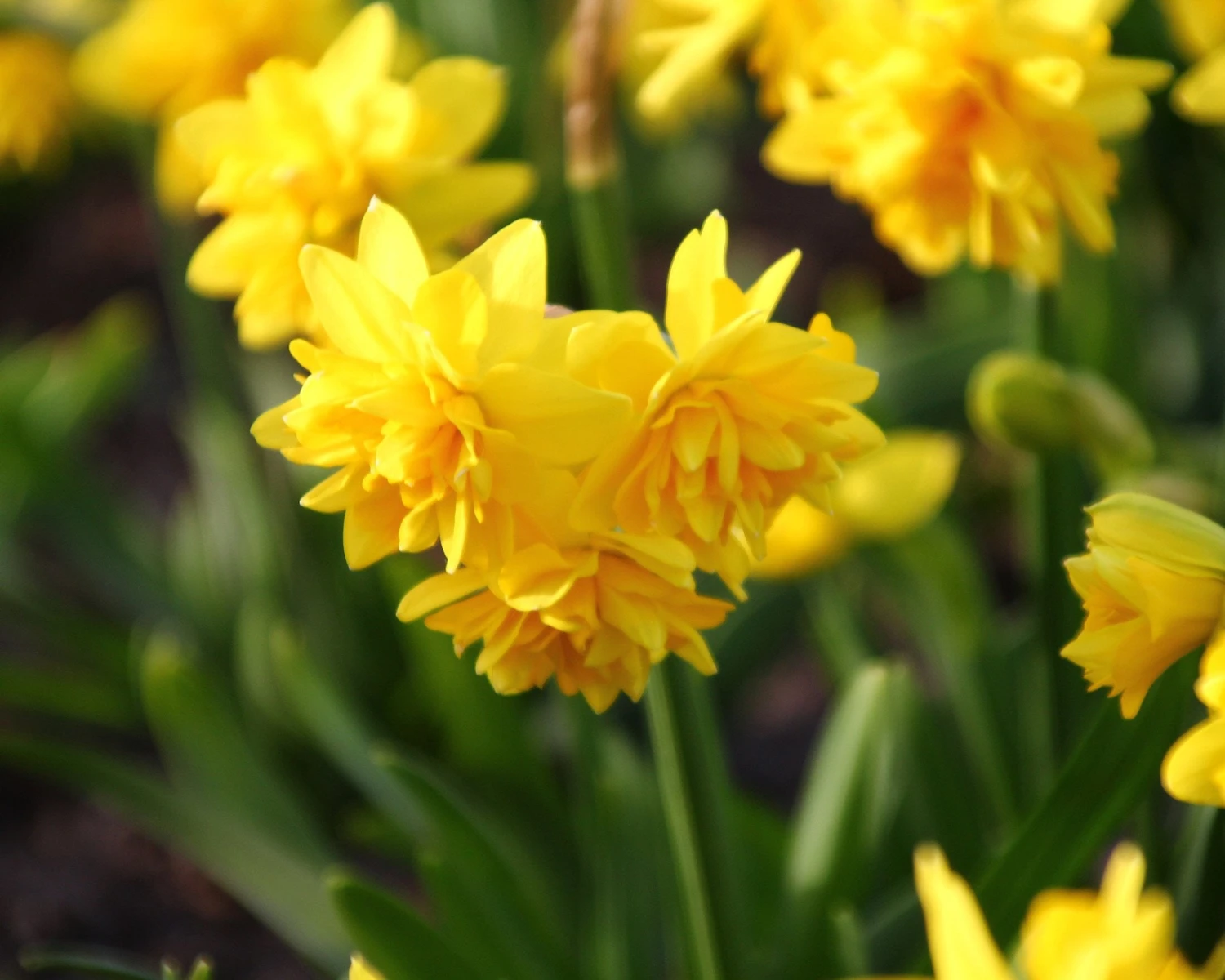 Narcissus 'Tête Bouclé' 5 Narcissus 'Tête Bouclé' - Image 3