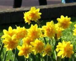 Narcissus 'Tête Bouclé' 20 Narcissus 'Tête Bouclé' -Beauty Flowers Shop narcissus double tete deluxe 4