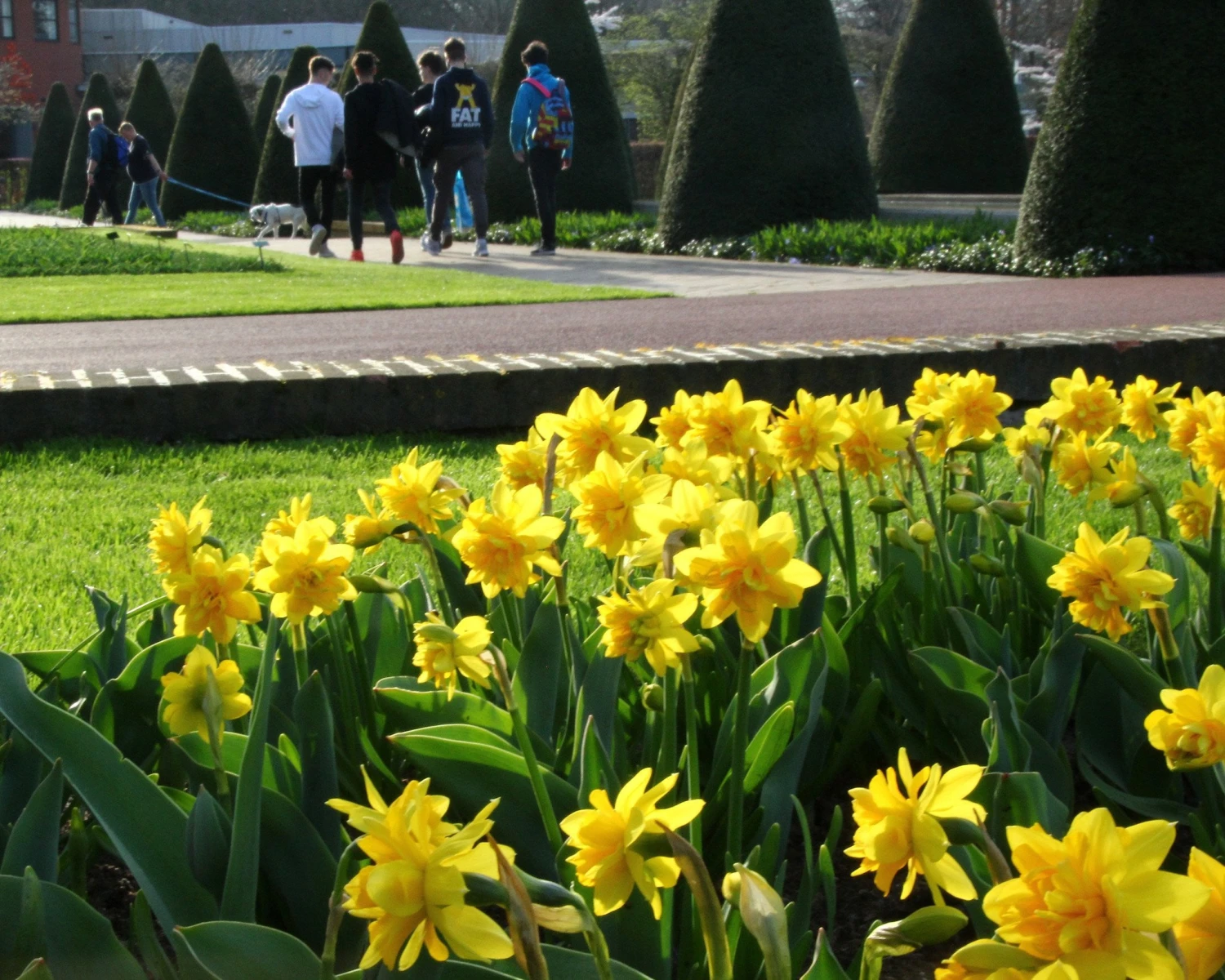 Narcissus 'Tête Bouclé' 10 Narcissus 'Tête Bouclé' - Image 8