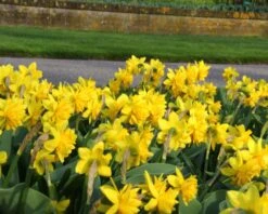 Narcissus 'Tête Bouclé' 15 Narcissus 'Tête Bouclé' -Beauty Flowers Shop narcissus double tete deluxe 6