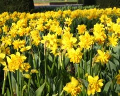 Narcissus 'Tête Bouclé' 21 Narcissus 'Tête Bouclé' -Beauty Flowers Shop narcissus double tete deluxe 7