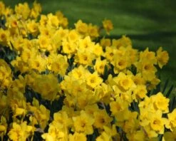 Narcissus 'Dutch Master' 15 Narcissus 'Dutch Master' -Beauty Flowers Shop narcissus dutch master 1 013bc8e4 aedd 4432 8401 e12f2ccb0509