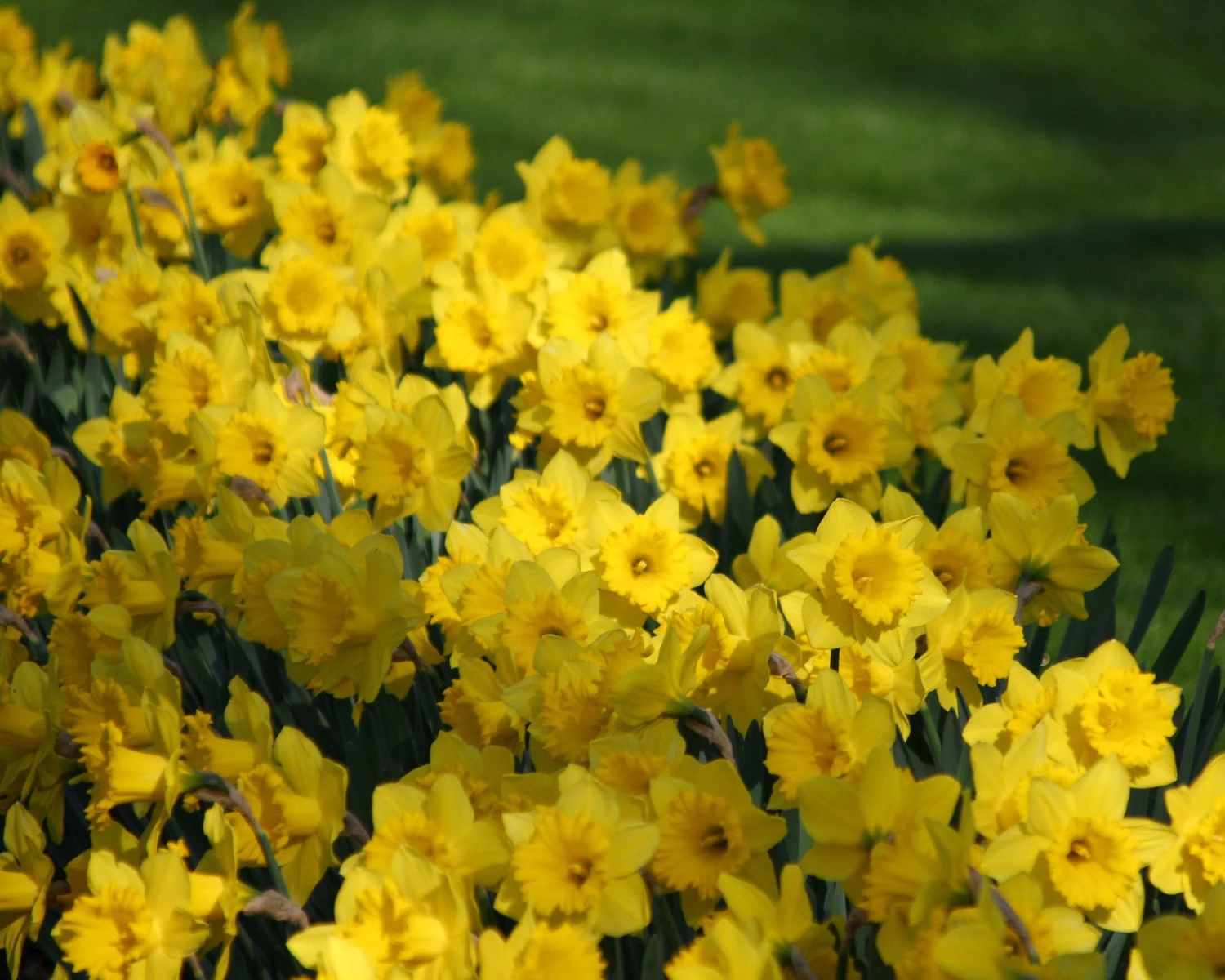 Narcissus 'Dutch Master' 6 Narcissus 'Dutch Master' - Image 4