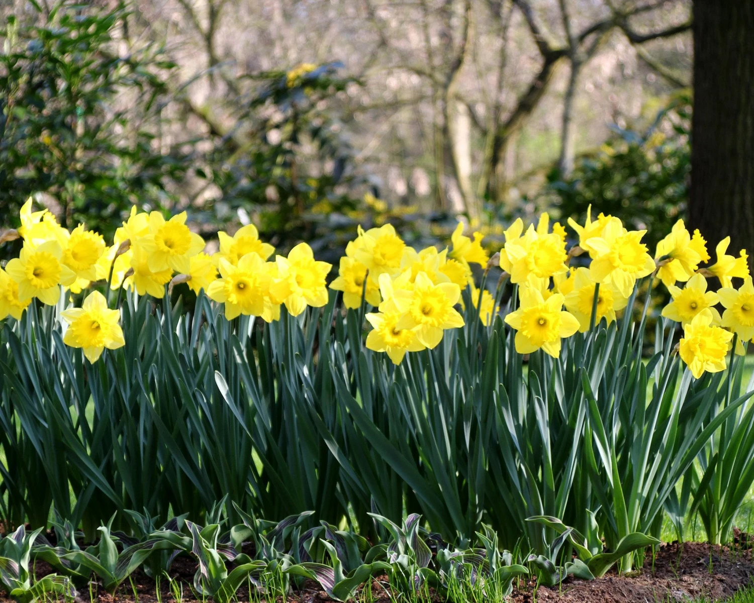 Narcissus 'Dutch Master' 12 Narcissus 'Dutch Master' - Image 10