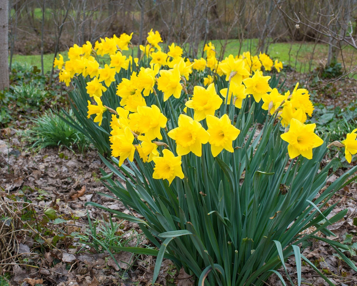Narcissus 'Dutch Master' 8 Narcissus 'Dutch Master' - Image 6