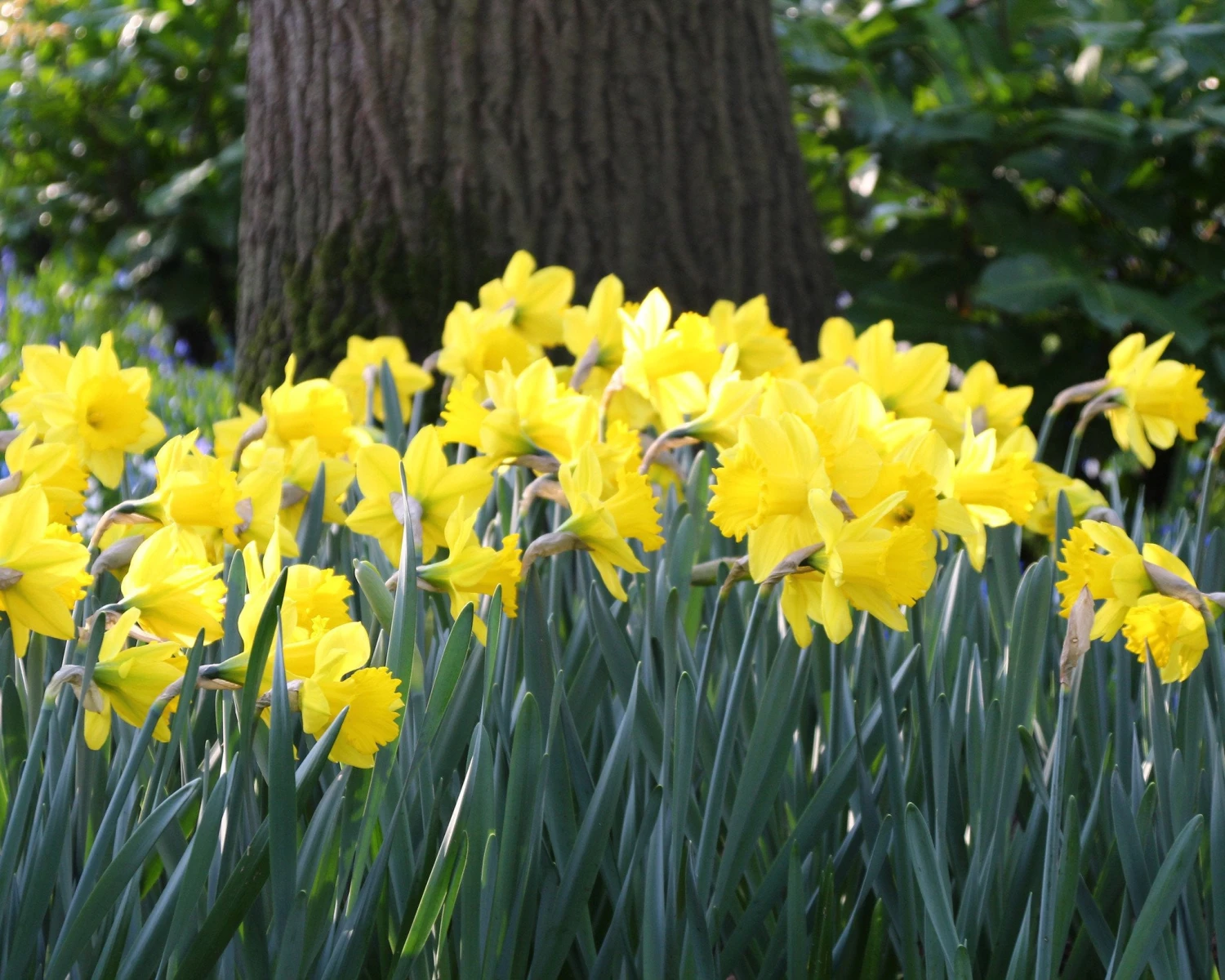 Narcissus 'Dutch Master' 7 Narcissus 'Dutch Master' - Image 5