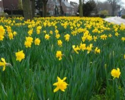Narcissus 'Dutch Master' 18 Narcissus 'Dutch Master' -Beauty Flowers Shop narcissus dutch master 4
