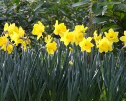 Narcissus 'Dutch Master' 14 Narcissus 'Dutch Master' -Beauty Flowers Shop narcissus dutch master 4 401fc9c3 2193 4612 90c4 8d8a399cb9f9