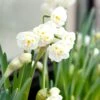 Narcissus 'Erlicheer' 2 Narcissus 'Erlicheer' -Beauty Flowers Shop narcissus erlicheer 0