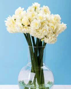 Narcissus 'Erlicheer' 14 Narcissus 'Erlicheer' -Beauty Flowers Shop narcissus erlicheer 1