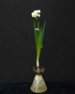 Narcissus 'Erlicheer' 15 Narcissus 'Erlicheer' -Beauty Flowers Shop narcissus erlicheer 2