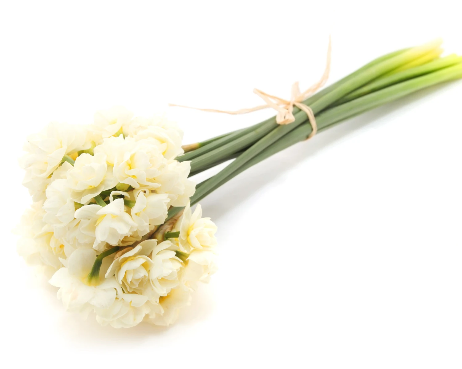 Narcissus 'Erlicheer' 5 Narcissus 'Erlicheer' - Image 3