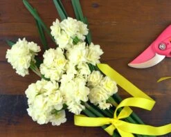 Narcissus 'Erlicheer' 16 Narcissus 'Erlicheer' -Beauty Flowers Shop narcissus erlicheer 5