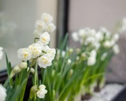 Narcissus 'Erlicheer' 17 Narcissus 'Erlicheer' -Beauty Flowers Shop narcissus erlicheer 6