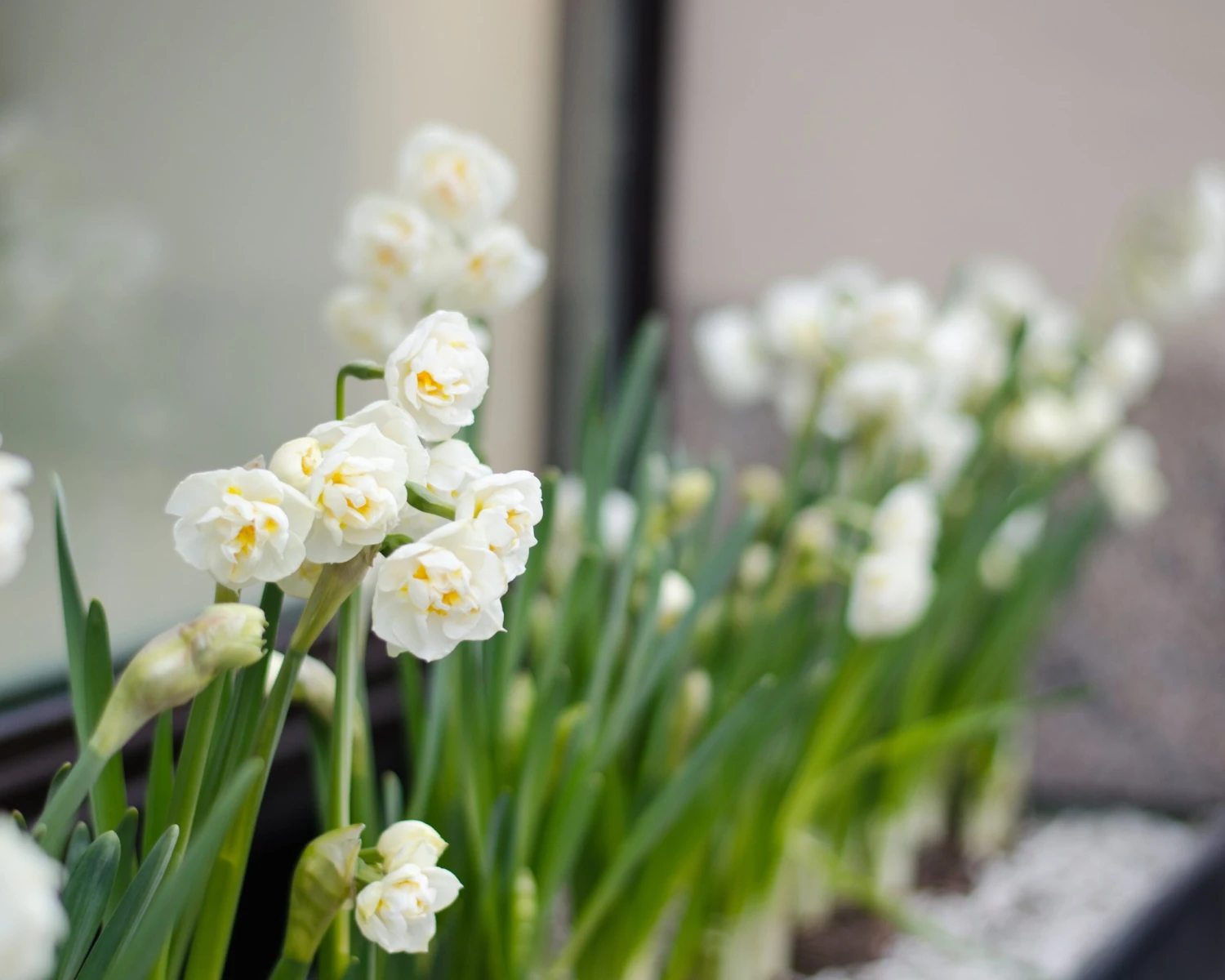 Narcissus 'Erlicheer' 10 Narcissus 'Erlicheer' - Image 8