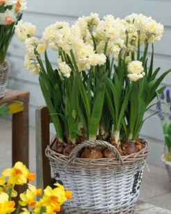 Narcissus 'Erlicheer' 13 Narcissus 'Erlicheer' -Beauty Flowers Shop narcissus erlicheer 7