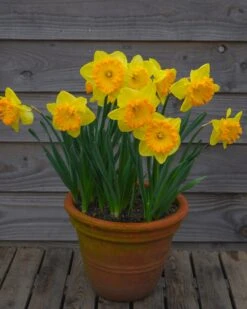 Narcissus 'Ferris Wheel' 19 Narcissus 'Ferris Wheel' -Beauty Flowers Shop narcissus ferris wheel 00