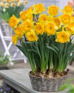 Narcissus 'Ferris Wheel' 14 Narcissus 'Ferris Wheel' -Beauty Flowers Shop narcissus ferris wheel 1