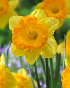 Narcissus 'Ferris Wheel' 18 Narcissus 'Ferris Wheel' -Beauty Flowers Shop narcissus ferris wheel 2