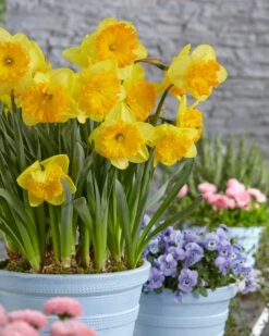 Narcissus 'Ferris Wheel' 17 Narcissus 'Ferris Wheel' -Beauty Flowers Shop narcissus ferris wheel 3