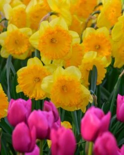 Narcissus 'Ferris Wheel' 13 Narcissus 'Ferris Wheel' -Beauty Flowers Shop narcissus ferris wheel 5 1195cf20 c18a 4c3f 89e5 55891dbfc59a