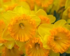 Narcissus 'Ferris Wheel' 16 Narcissus 'Ferris Wheel' -Beauty Flowers Shop narcissus ferris wheel 6