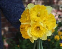 Narcissus 'Ferris Wheel' 15 Narcissus 'Ferris Wheel' -Beauty Flowers Shop narcissus ferrisd wheel 0