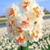 Narcissus 'Fragrant Spring' 2 Narcissus 'Fragrant Spring' -Beauty Flowers Shop narcissus fragrant spring 1