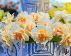 Narcissus 'Fragrant Spring' 9 Narcissus 'Fragrant Spring' -Beauty Flowers Shop narcissus fragrant spring 4