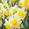 Narcissus 'Golden Echo' 1 Narcissus 'Golden Echo' -Beauty Flowers Shop narcissus golden echo 1