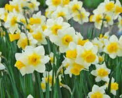 Narcissus 'Golden Echo' 8 Narcissus 'Golden Echo' -Beauty Flowers Shop narcissus golden echo 2