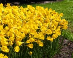 Narcissus 'Golden Bells' 16 Narcissus 'Golden Bells' -Beauty Flowers Shop narcissus golden oxford 5