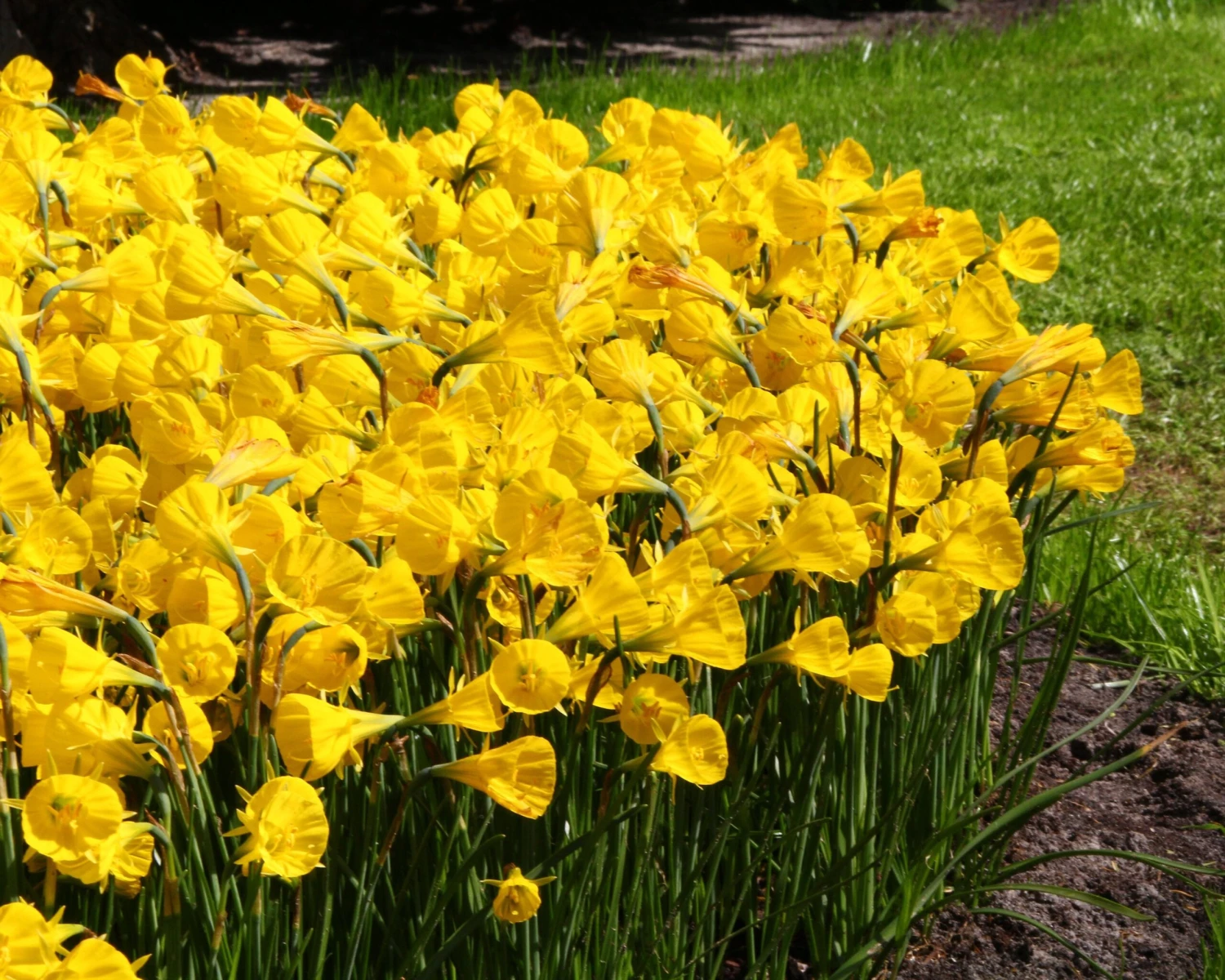 Narcissus 'Golden Bells' 6 Narcissus 'Golden Bells' - Image 4
