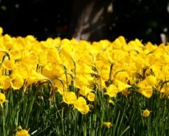 Narcissus 'Golden Bells' 23 Narcissus 'Golden Bells' -Beauty Flowers Shop narcissus golden oxford 6