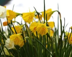 Narcissus 'Golden Bells' 20 Narcissus 'Golden Bells' -Beauty Flowers Shop narcissus golden oxford 7