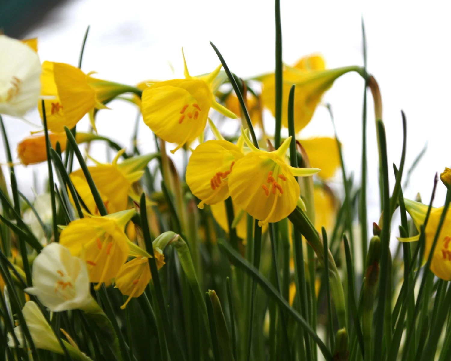 Narcissus 'Golden Bells' 10 Narcissus 'Golden Bells' - Image 8
