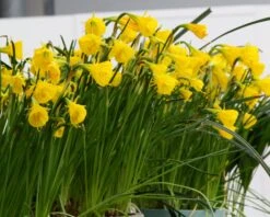 Narcissus 'Golden Bells' 17 Narcissus 'Golden Bells' -Beauty Flowers Shop narcissus golden oxford 8