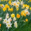 Narcissus 'Harlequin Mix' 1 Narcissus 'Harlequin Mix' -Beauty Flowers Shop narcissus harlequin mixed 1