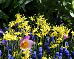 Narcissus 'Hawera' 9 Narcissus 'Hawera' -Beauty Flowers Shop narcissus hawera 1 15eb7c4d 99d7 436f a230 edbd3cd85321