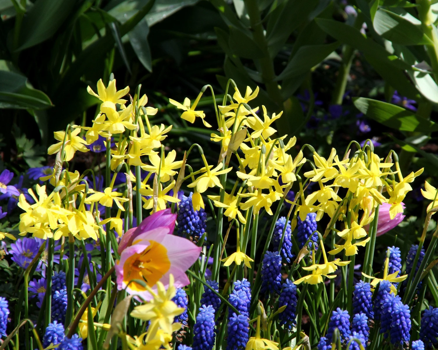 Narcissus 'Hawera' 5 Narcissus 'Hawera' - Image 3