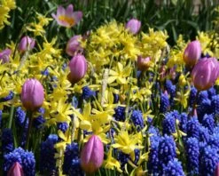 Narcissus 'Hawera' 11 Narcissus 'Hawera' -Beauty Flowers Shop narcissus hawera 2 19d1f6c3 a176 4196 8969 251d7468ec0f